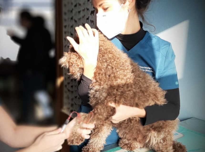 Clinica Veterinaria Legnone Clinica Veterinaria Legnone